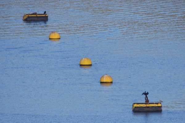 10 January 2021 - 13-13-40
Probably the best sight we can expect to see on the mainstream buoys for a while. Thankfully, no self respecting cormorant is going to respect lockdown.
------------------------
River Dart mainstream buoys.